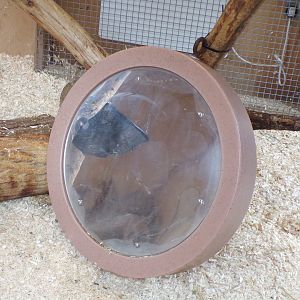 Ring-tailed lemur enrichment 12.4.24