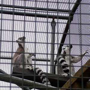 Ring-tailed lemurs calling 12.4.24
