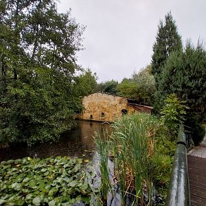 Gibbon House - Siamang