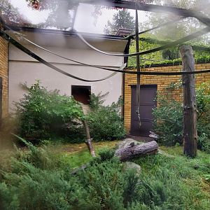 Primate House - Lar gibbon enclosure