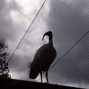 African sacred ibis 12.4.24