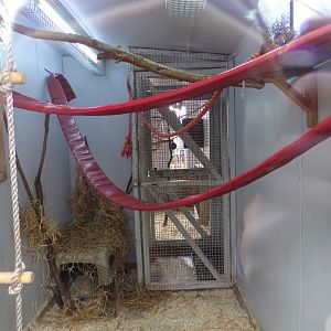 Black lemur indoors 12.4.24