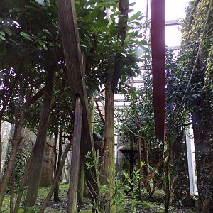 Lar gibbon enclosure 12.4.24