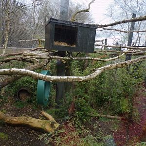 Clouded leopard enclosure 12.4.24