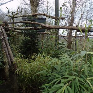 Clouded leopard enclosure 12.4.24