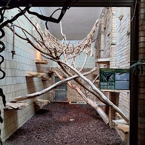 Primate House - Lar Gibbon indoors