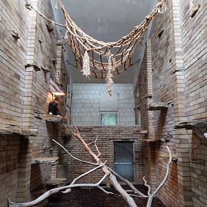 Primate House - Lar Gibbon indoors