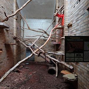 Primate House - Southern tamandua indoors