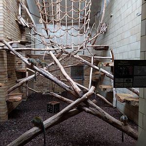 Primate House - Common squirrel monkey indoors