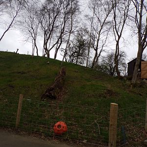 New domestic goat enclosure 12.4.24