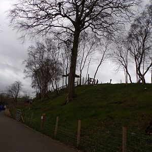 New domestic goat enclosure 12.4.24