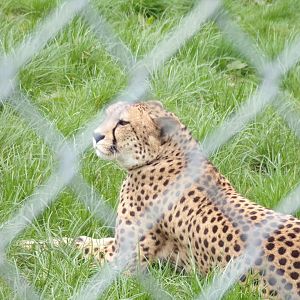 South African cheetah 12.4.24