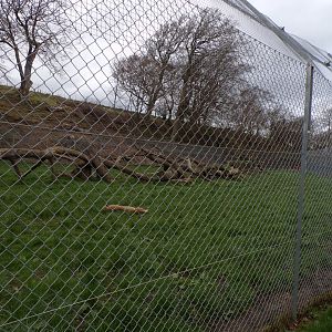 South African cheetah enclosure 12.4.24