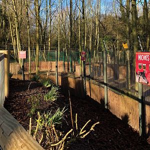 Updated enclosure, Michie's tufted deer, Twycross, UK