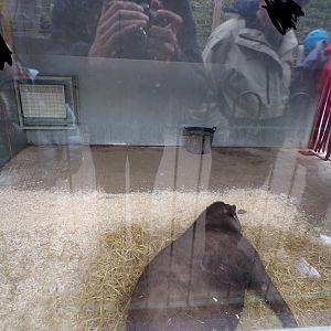 Brazilian tapir new indoors 12.4.24