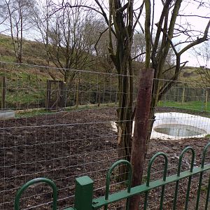Brazilian tapir new enclosure 12.4.24
