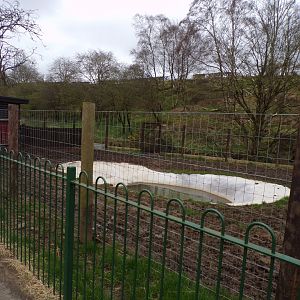 Brazilian tapir new enclosure 12.4.24