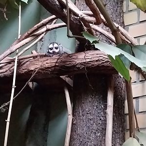 Primate House - Grey-handed Night monkey (Aotus griseimembra)