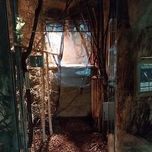 Primate House - Pygmy slow loris exhibit