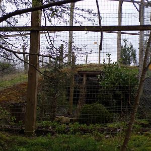 Snow leopard separation enclosure  12.4.24
