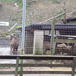 Barbary sheep 12.4.24