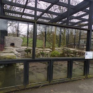 New corsac fox enclosure 12.4.24