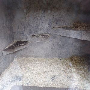 New corsac fox indoors 12.4.24