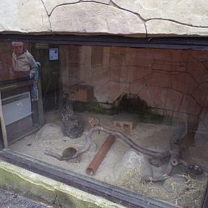 New dwarf mongoose enclosure 12.4.24