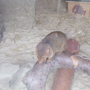 Dwarf  mongoose 12.4.24