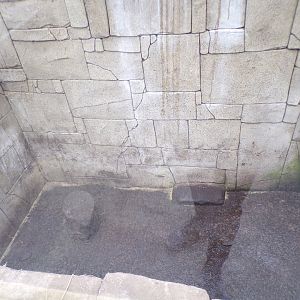 Second new eurasian badger enclosure indoors 12.4.24