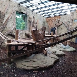 Primate House - First gorilla indoors