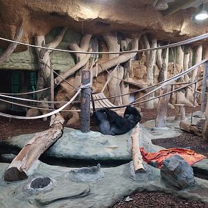 Primate House - Second gorilla indoors