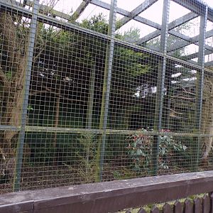 Northern lynx enclosure 12.4.24