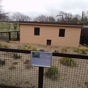 Red-footed tortoise enclosure (formerly fennec) 12.4.24