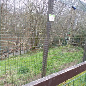 Arctic wolf enclosure 12.4.24