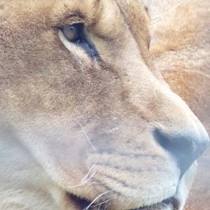 African lion closeup 12.4.24