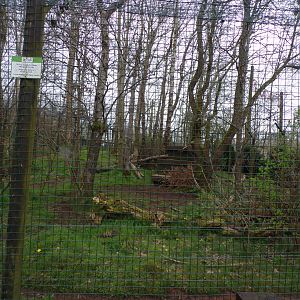 Arctic wolf enclosure 12.4.24