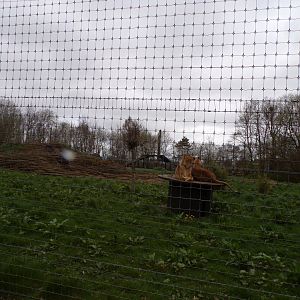 African lion enclosure 12.4.24