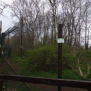 Arctic wolf enclosure 12.4.24