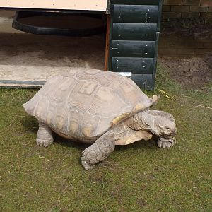 African spurred tortoise 12.4.24