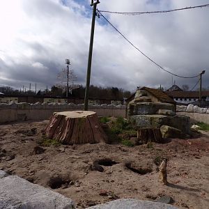 New meerkat enclosure (formerly mongoose) 12.4.24