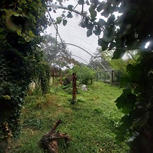 Second jaguar enclosure