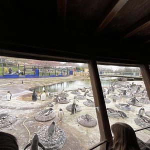 Penguins rock (0.5 version) 13.4.24