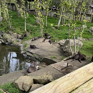 Asian short-clawed otter family 13.4.24
