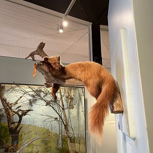 Pine marten (taken at Inverness museum 3.4.24)