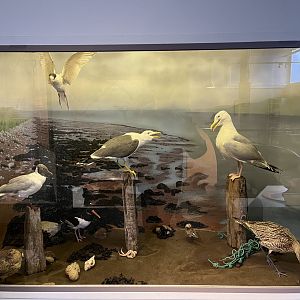 Seashore display  (taken at Inverness museum 3.4.24)
