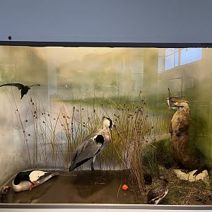 Riverside display (taken at Inverness museum 3.4.24)