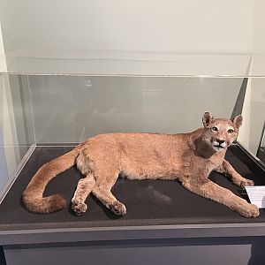Puma from Highland wildlife park (taken at Inverness museum 3.4.24)