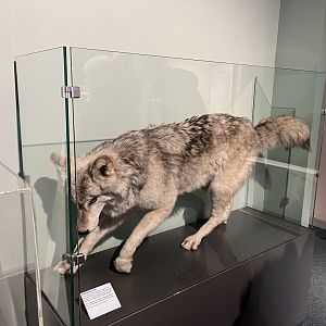 Grey wolf from Highland wildlife park (taken at Inverness museum 3.4.24)
