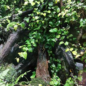 European Fire Salamander (Salamandra salamandra)